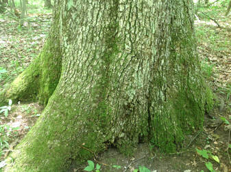 an unhealthy Michigan hardwood tree
