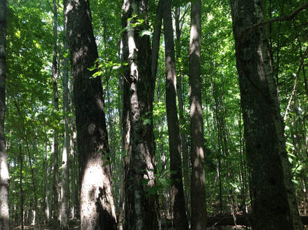 An overlly crowded Michigan woodlot in need of timber management