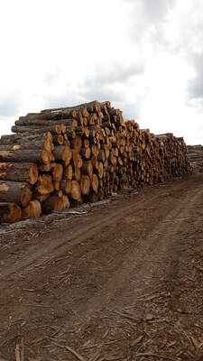 Stacked Michigan Soft Maple Logs