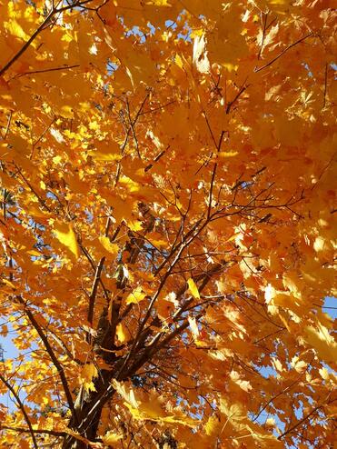 Michigan maple tree in Autumn
