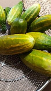 Picture of Pickling Cucumbers