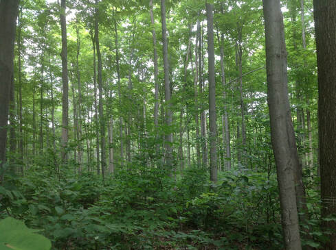 A hard maple woodlot post timber harvest  by Greater Michigan Timber Management